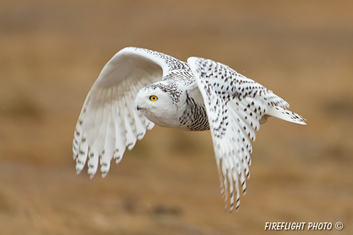 wildlife;snowy owl;bubo scandiacus;owl;raptor;bird of prey;marsh;D4;600mm