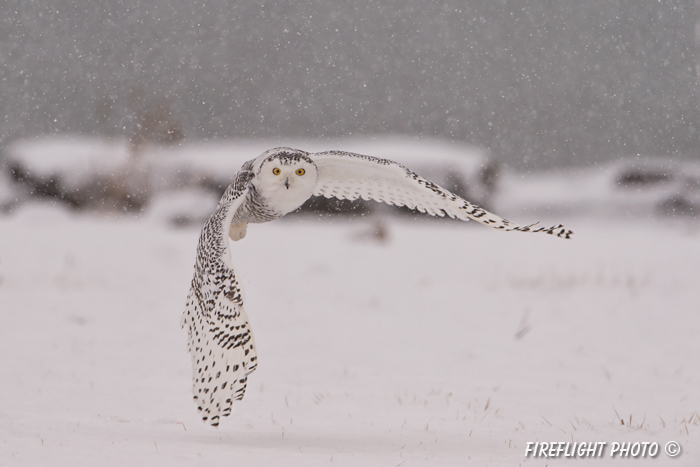 wildlife;snowy owl;bubo scandiacus;owl;raptor;bird of prey;marsh;Rye Harbor;NH;D4