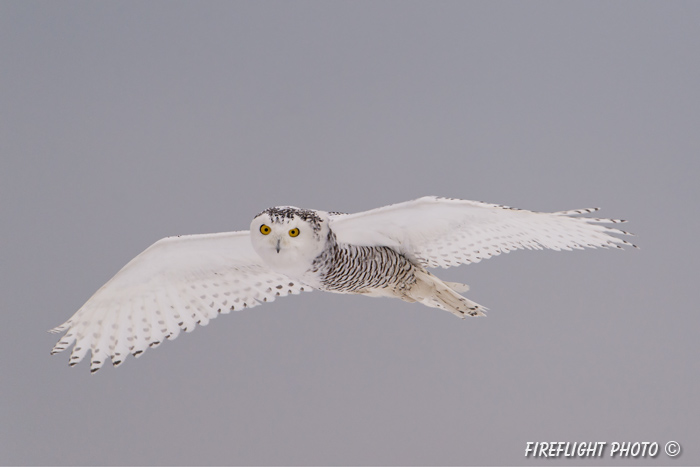 wildlife;snowy owl;bubo scandiacus;owl;raptor;bird of prey;flight;Rye Harbor;NH;D4
