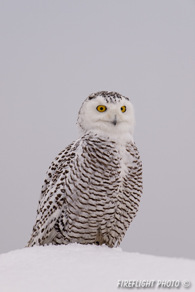 wildlife;snowy owl;bubo scandiacus;owl;raptor;bird of prey;snow;Rye Harbor;NH;D4