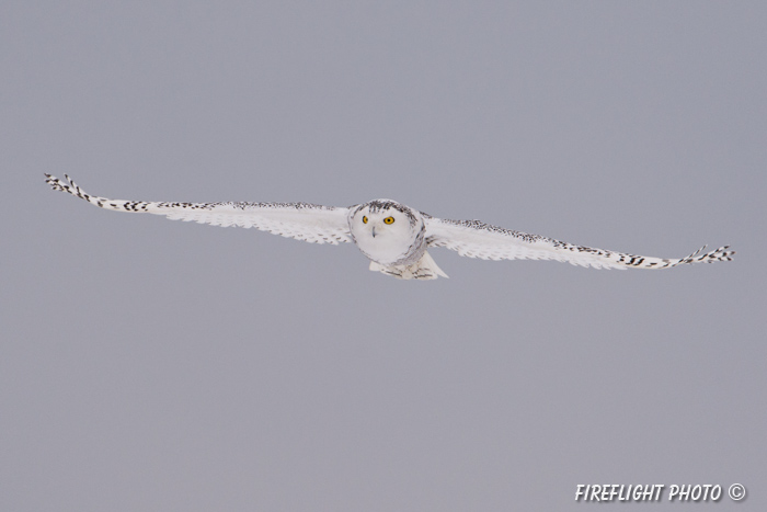 wildlife;snowy owl;bubo scandiacus;owl;raptor;bird of prey;marsh;Rye Harbor;NH;D4