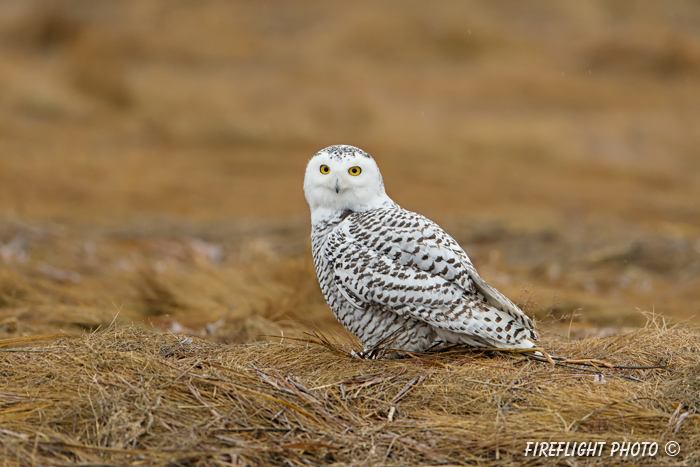 wildlife;snowy owl;bubo scandiacus;owl;raptor;bird of prey;marsh;Rye Harbor;NH;D4