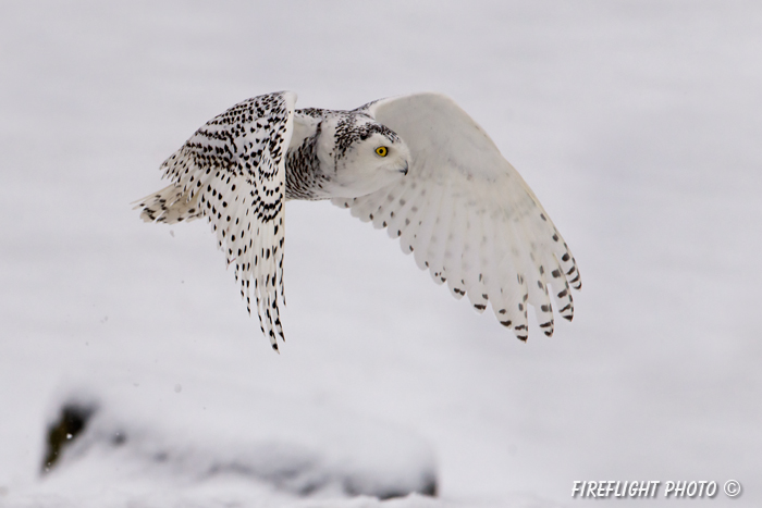 wildlife;snowy owl;bubo scandiacus;owl;raptor;bird of prey;marsh;Hampton;NH;D800