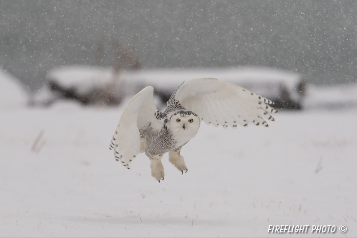 wildlife;snowy owl;bubo scandiacus;owl;raptor;bird of prey;marsh;Rye Harbor;NH;D4