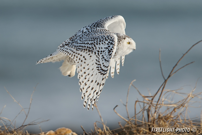 wildlife;snowy owl;bubo scandiacus;owl;raptor;bird of prey;coast;Rye Harbor;NH;D4