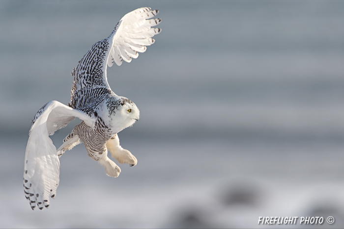 wildlife;snowy owl;bubo scandiacus;owl;raptor;bird of prey;coast;Rye Harbor;NH;D4