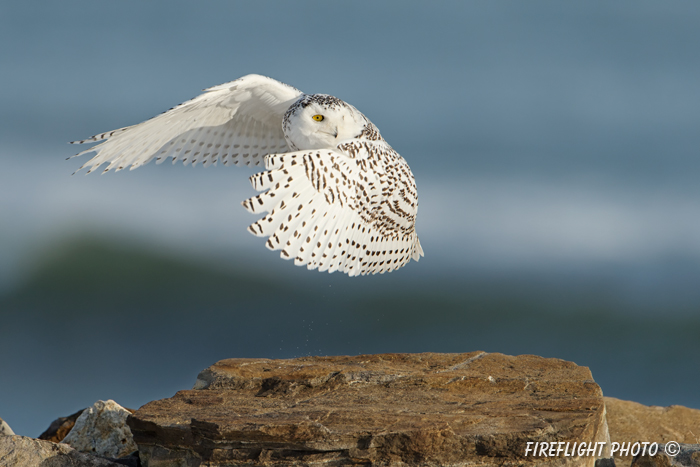 wildlife;snowy owl;bubo scandiacus;owl;raptor;bird of prey;rock;Rye Harbor;NH;D4