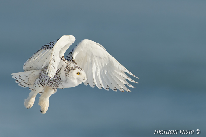 wildlife;snowy owl;bubo scandiacus;owl;raptor;bird of prey;ocean;Rye Harbor;NH;D4