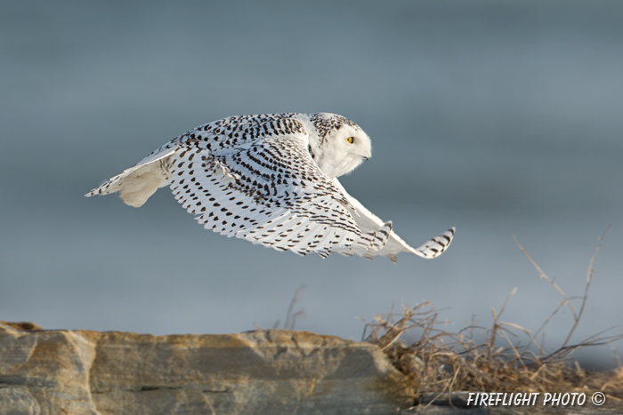 wildlife;snowy owl;bubo scandiacus;owl;raptor;bird of prey;coast;Rye Harbor;NH;D4