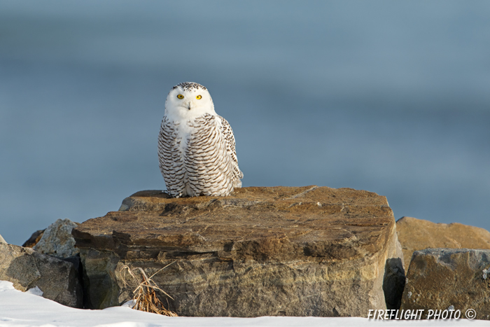 wildlife;snowy owl;bubo scandiacus;owl;raptor;bird of prey;coast;Rye Harbor;NH;D4