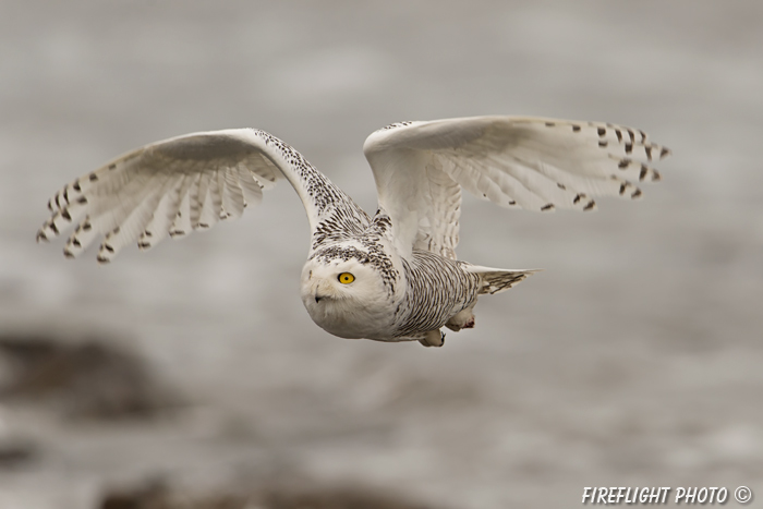 wildlife;snowy owl;bubo scandiacus;owl;raptor;bird of prey;ocean;Rye Harbor;NH;D4