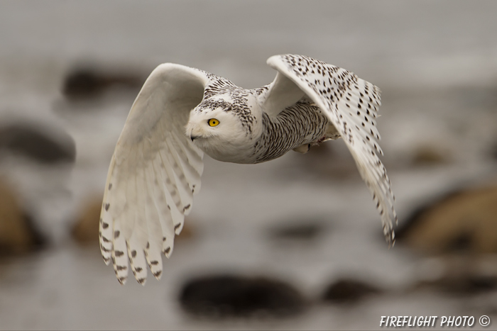 wildlife;snowy owl;bubo scandiacus;owl;raptor;bird of prey;ocean;Rye Harbor;NH;D4