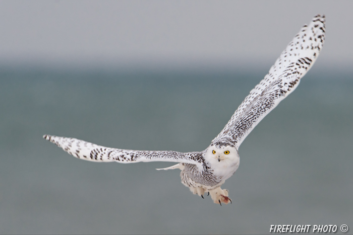 wildlife;snowy owl;bubo scandiacus;owl;raptor;bird of prey;ocean;Rye Harbor;NH;D4