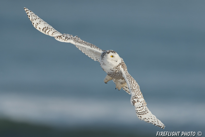wildlife;snowy owl;bubo scandiacus;owl;raptor;bird of prey;ocean;Rye Harbor;NH;D4