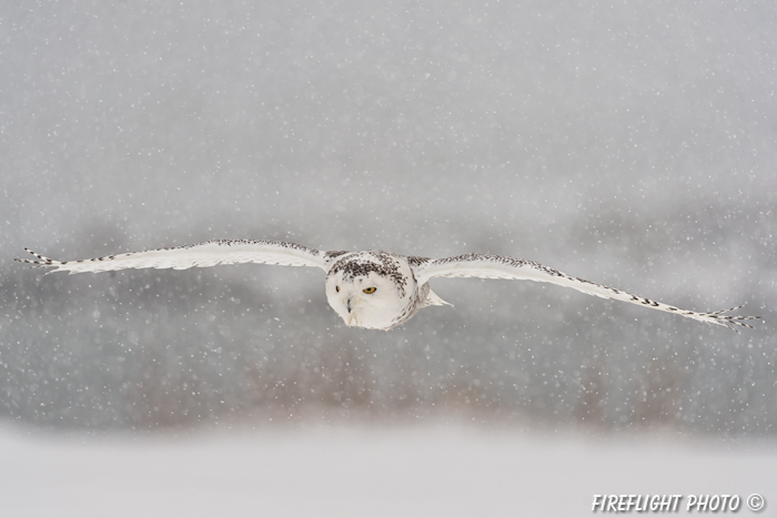 wildlife;snowy owl;bubo scandiacus;owl;raptor;bird of prey;snow;Rye Harbor;NH;D4