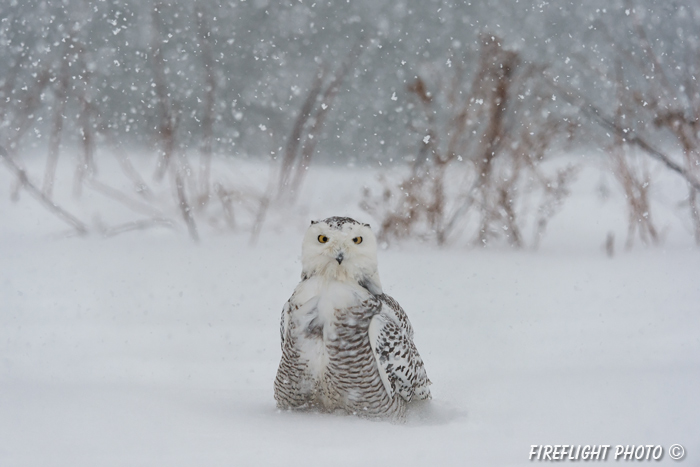 wildlife;snowy owl;bubo scandiacus;owl;raptor;bird of prey;snow;Rye Harbor;NH;D4