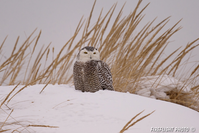 wildlife;snowy owl;bubo scandiacus;owl;raptor;bird of prey;snow;Seabrook;NH;D4