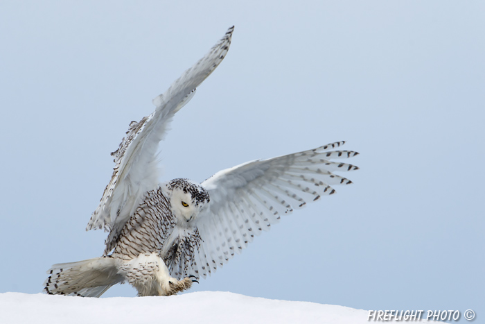 wildlife;snowy owl;bubo scandiacus;owl;raptor;bird of prey;snow;Rye Harbor;NH;D4