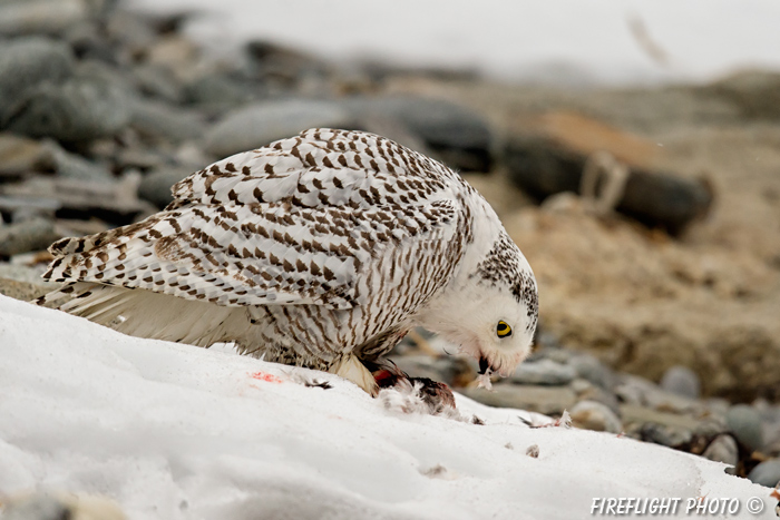 wildlife;snowy owl;bubo scandiacus;owl;raptor;bird of prey;snow;Rye Harbor;NH;D4;800mm