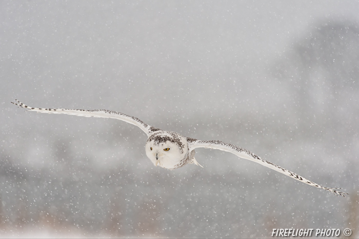 wildlife;snowy owl;bubo scandiacus;owl;raptor;bird of prey;snow;Rye Harbor;NH;D4