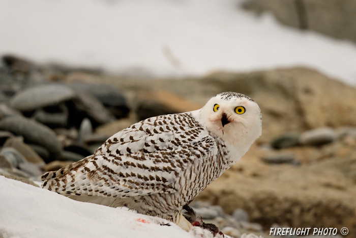 wildlife;snowy owl;bubo scandiacus;owl;raptor;bird of prey;snow;Rye Harbor;NH;800mm;D4