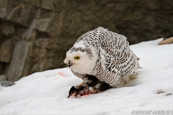 wildlife;snowy owl;bubo scandiacus;owl;raptor;bird of prey;snow;Rye Harbor;NH;800mm;D4