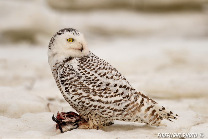 wildlife;snowy owl;bubo scandiacus;owl;raptor;bird of prey;snow;Rye Harbor;NH;800mm