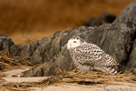 wildlife;snowy-owl;bubo-scandiacus;owl;raptor;bird-of-prey;rocks;Plum-Island;MA;D4