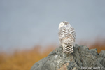 wildlife;snowy-owl;bubo-scandiacus;owl;raptor;bird-of-prey;rocks;Plum-Island;MA;D4
