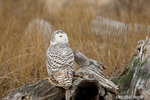 wildlife;snowy-owl;bubo-scandiacus;owl;raptor;bird-of-prey;stump;Plum-Island;MA;D4