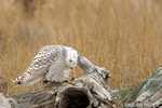 wildlife;snowy-owl;bubo-scandiacus;owl;raptor;bird-of-prey;stump;Plum-Island;MA;D4