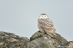 wildlife;snowy-owl;bubo-scandiacus;owl;raptor;bird-of-prey;rocks;Plum-Island;MA;D4