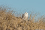 wildlife;snowy-owl;bubo-scandiacus;owl;raptor;bird-of-prey;marsh;Hampton-Beach;NH;D800