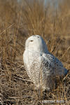 wildlife;snowy-owl;bubo-scandiacus;owl;raptor;bird-of-prey;beach;Plum-Island;MA;D800