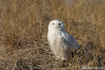 wildlife;snowy-owl;bubo-scandiacus;owl;raptor;bird-of-prey;beach;Plum-Island;MA;D800