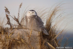 wildlife;snowy-owl;bubo-scandiacus;owl;raptor;bird-of-prey;beach;Crane-Beach;MA;D800