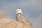 wildlife;snowy-owl;bubo-scandiacus;owl;raptor;bird-of-prey;beach;Crane-Beach;MA;D800