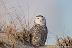 wildlife;snowy-owl;bubo-scandiacus;owl;raptor;bird-of-prey;beach;Crane-Beach;MA;D800