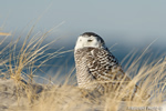 wildlife;snowy-owl;bubo-scandiacus;owl;raptor;bird-of-prey;beach;Crane-Beach;MA;D800