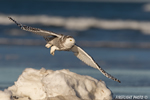 wildlife;snowy-owl;bubo-scandiacus;owl;raptor;bird-of-prey;beach;ice;Crane-Beach;MA;D4