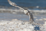 wildlife;snowy-owl;bubo-scandiacus;owl;raptor;bird-of-prey;beach;ice;Crane-Beach;MA;D4