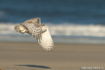 wildlife;snowy-owl;bubo-scandiacus;owl;raptor;bird-of-prey;beach;surf;Crane-Beach;MA;D4