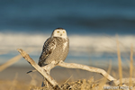 wildlife;snowy-owl;bubo-scandiacus;owl;raptor;bird-of-prey;beach;dead-tree;Crane-Beach;MA;D4