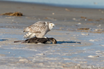 wildlife;snowy-owl;bubo-scandiacus;owl;raptor;bird-of-prey;beach;ice;loon;MA;D4
