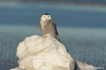 wildlife;snowy-owl;bubo-scandiacus;owl;raptor;bird-of-prey;beach;ice;Crane-Beach;MA;D4