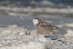 wildlife;snowy-owl;bubo-scandiacus;owl;raptor;bird-of-prey;ice;Crane-Beach;MA;D4