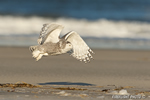 wildlife;snowy-owl;bubo-scandiacus;owl;raptor;bird-of-prey;beach;Crane-Beach;MA;D4