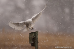 wildlife;snowy-owl;bubo-scandiacus;owl;raptor;bird-of-prey;marsh;Salisbury-Beach;MA;D4