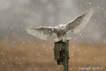 wildlife;snowy-owl;bubo-scandiacus;owl;raptor;bird-of-prey;marsh;Salisbury-Beach;MA;D4