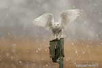 wildlife;snowy-owl;bubo-scandiacus;owl;raptor;bird-of-prey;marsh;Salisbury-Beach;MA;D4